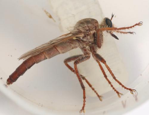 Réf. 327 247 : Stenopogon junceus
